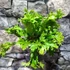 Kép 6/9 - Asplenium scolopendrium 'Cristatum'