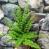 Kép 3/8 - Nephrolepis exaltata 'Green Fantasy'