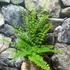 Kép 4/8 - Nephrolepis exaltata 'Green Fantasy'