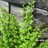 Kép 2/8 - Nephrolepis exaltata 'Green Fantasy'