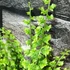 Kép 5/8 - Nephrolepis exaltata 'Green Fantasy'