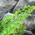 Kép 6/8 - Nephrolepis exaltata 'Green Fantasy'
