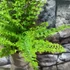 Kép 8/8 - Nephrolepis exaltata 'Green Fantasy'