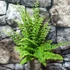 Kép 1/8 - Nephrolepis exaltata 'Green Fantasy'