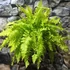 Kép 2/6 - Nephrolepis exaltata 'Blonde'