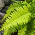 Kép 4/6 - Nephrolepis exaltata 'Blonde'