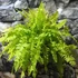 Kép 6/6 - Nephrolepis exaltata 'Blonde'