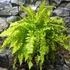 Kép 1/6 - Nephrolepis exaltata 'Blonde'