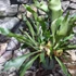 Kép 4/5 - Platycerium bifurcatum, szarvasagancs páfrány akasztós cserépben