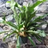 Kép 5/5 - Platycerium bifurcatum, szarvasagancs páfrány akasztós cserépben