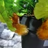 Kép 7/14 - Aglaomorpha coronans Jim