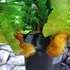 Kép 9/14 - Aglaomorpha coronans Jim