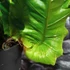 Kép 10/14 - Aglaomorpha coronans Jim