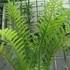 Kép 1/14 - Aglaomorpha coronans Jim