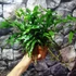 Kép 2/7 - Microsorum diversifolium - kenguru páfrány