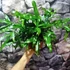 Kép 3/7 - Microsorum diversifolium - kenguru páfrány