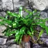 Kép 4/7 - Microsorum diversifolium - kenguru páfrány