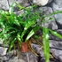 Kép 5/7 - Microsorum diversifolium - kenguru páfrány