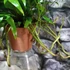 Kép 6/7 - Microsorum diversifolium - kenguru páfrány