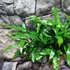 Kép 7/7 - Microsorum diversifolium - kenguru páfrány