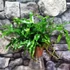 Kép 1/7 - Microsorum diversifolium - kenguru páfrány