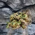 Kép 9/12 - Selaginella lepidophylla - Jerikó rózsája
