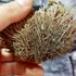 Kép 5/12 - Selaginella lepidophylla - Jerikó rózsája