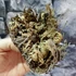 Kép 3/12 - Selaginella lepidophylla - Jerikó rózsája