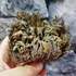 Kép 6/12 - Selaginella lepidophylla - Jerikó rózsája