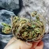 Kép 7/12 - Selaginella lepidophylla - Jerikó rózsája