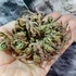 Kép 8/12 - Selaginella lepidophylla - Jerikó rózsája