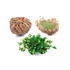 Kép 4/12 - Selaginella lepidophylla - Jerikó rózsája