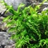 Kép 3/9 - Phymatosorus scolopendria 'Hawaiian Sunshine'