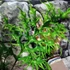 Kép 1/9 - Phymatosorus scolopendria 'Hawaiian Sunshine'