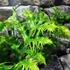 Kép 8/9 - Phymatosorus scolopendria 'Hawaiian Sunshine'