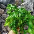 Kép 2/6 - Phymatosorus scolopendria 'Hawaiian Sunshine'