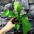 Kép 3/5 - Asplenium nidus