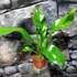 Kép 2/5 - Asplenium nidus