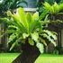 Kép 1/5 - Asplenium nidus