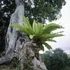 Kép 4/5 - Asplenium nidus