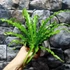 Kép 8/11 - Asplenium Osaka
