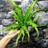 Kép 10/11 - Asplenium Osaka