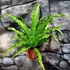 Kép 7/11 - Asplenium Osaka