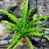 Kép 11/11 - Asplenium Osaka