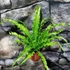 Kép 9/11 - Asplenium Osaka
