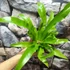 Kép 2/11 - Asplenium Osaka
