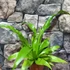 Kép 5/11 - Asplenium Osaka