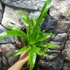 Kép 6/11 - Asplenium Osaka