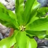 Kép 4/11 - Asplenium Osaka
