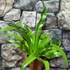 Kép 3/11 - Asplenium Osaka